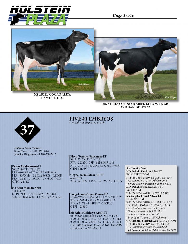 Datasheet for JACKMAN x Ms Ariels Moman Arita