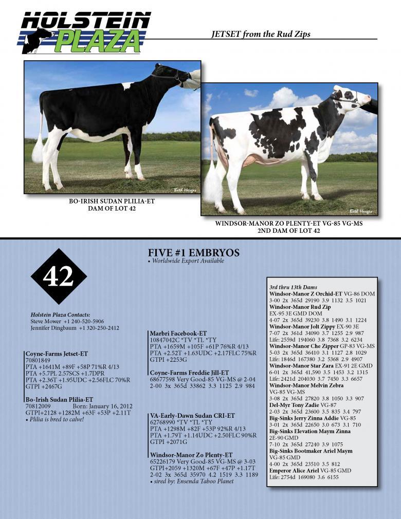 Datasheet for JETSET x Bo-Irish Sudan Plilia