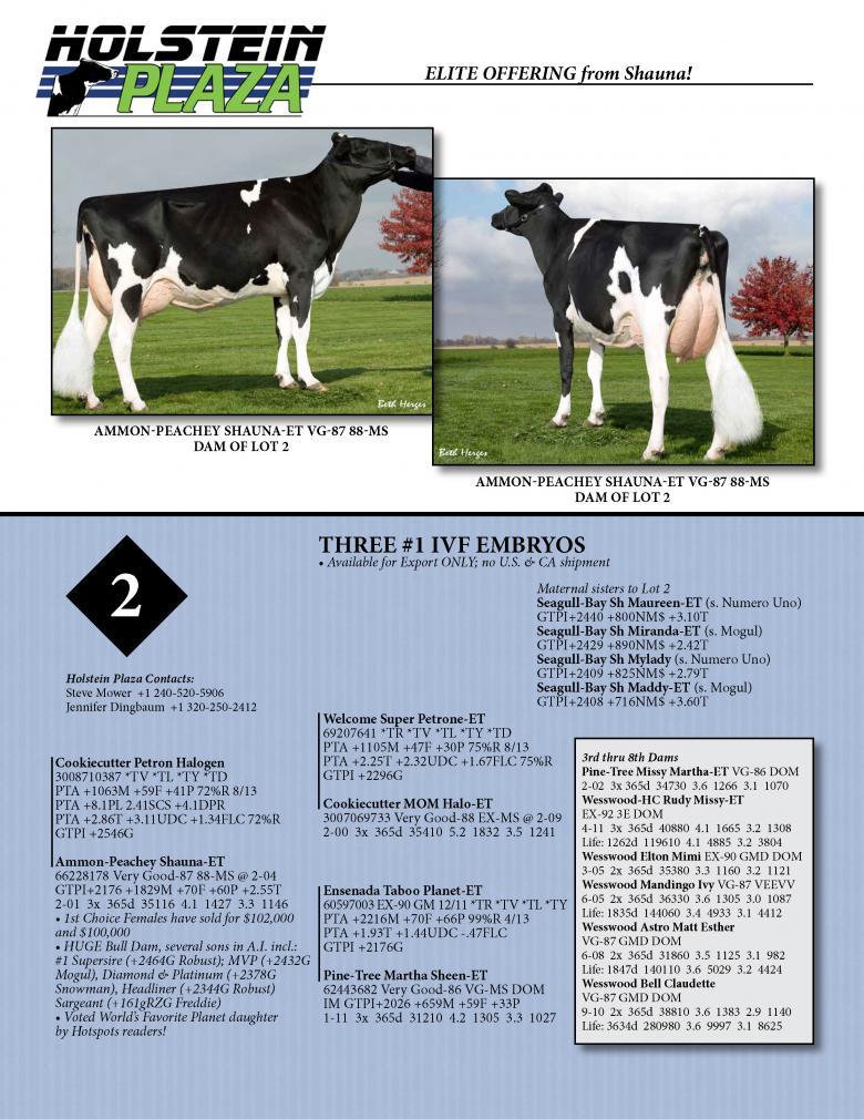 Datasheet for IVF HALOGEN x Ammon-Peachey Shauna