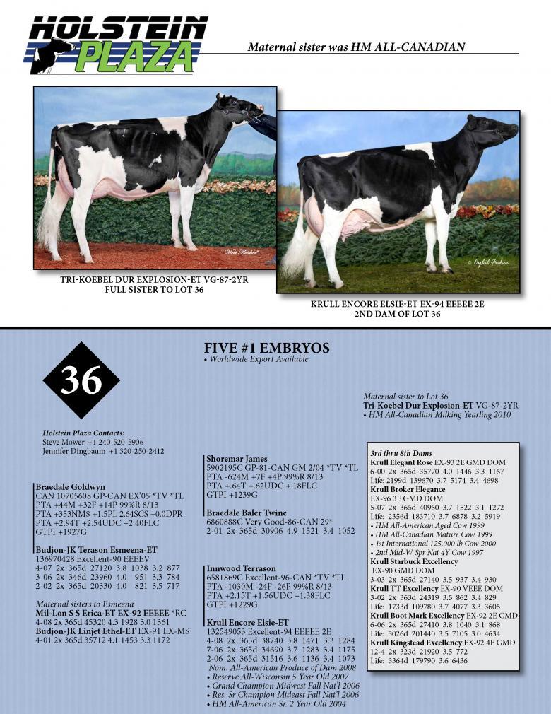 Datasheet for GOLDWYN x Budjon-JK Terason Esmeena-ET
