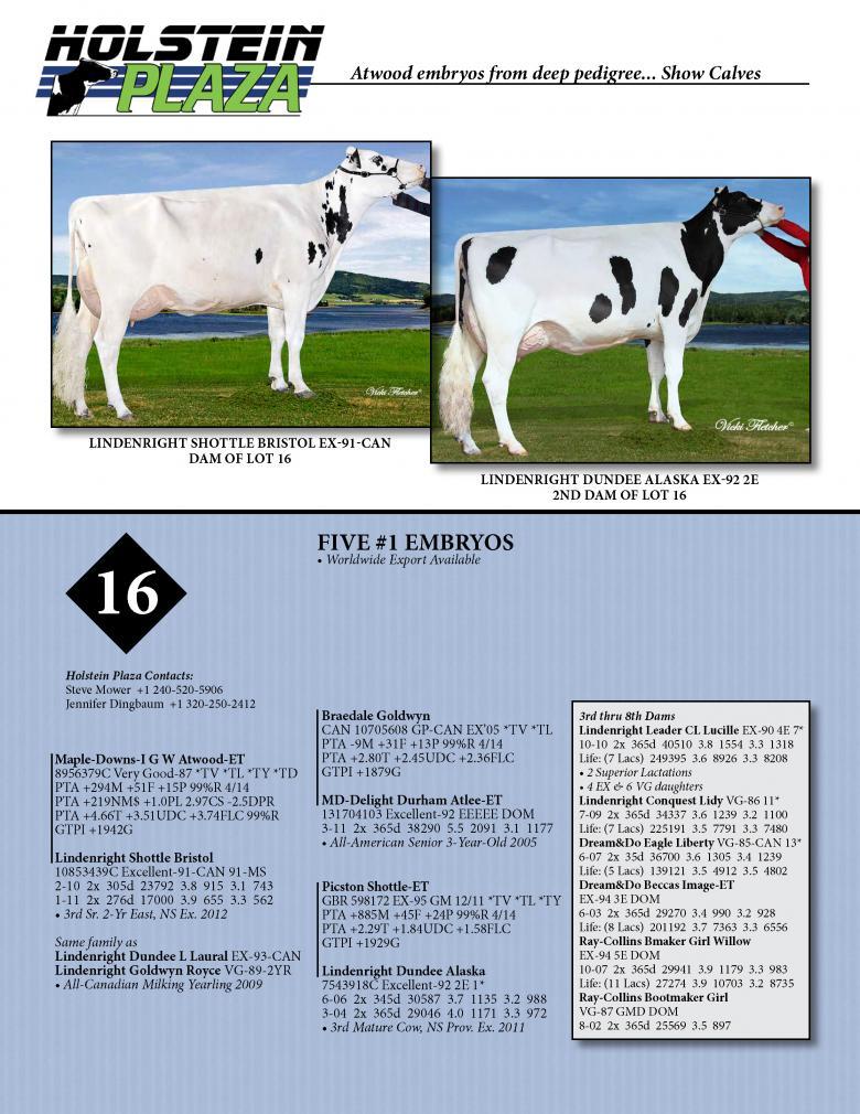 Datasheet for ATWOOD x Lindenright Shottle Bristol