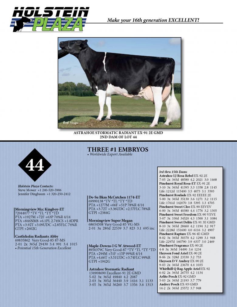 Datasheet for KINGBOY x Castleholm Radiants Abby