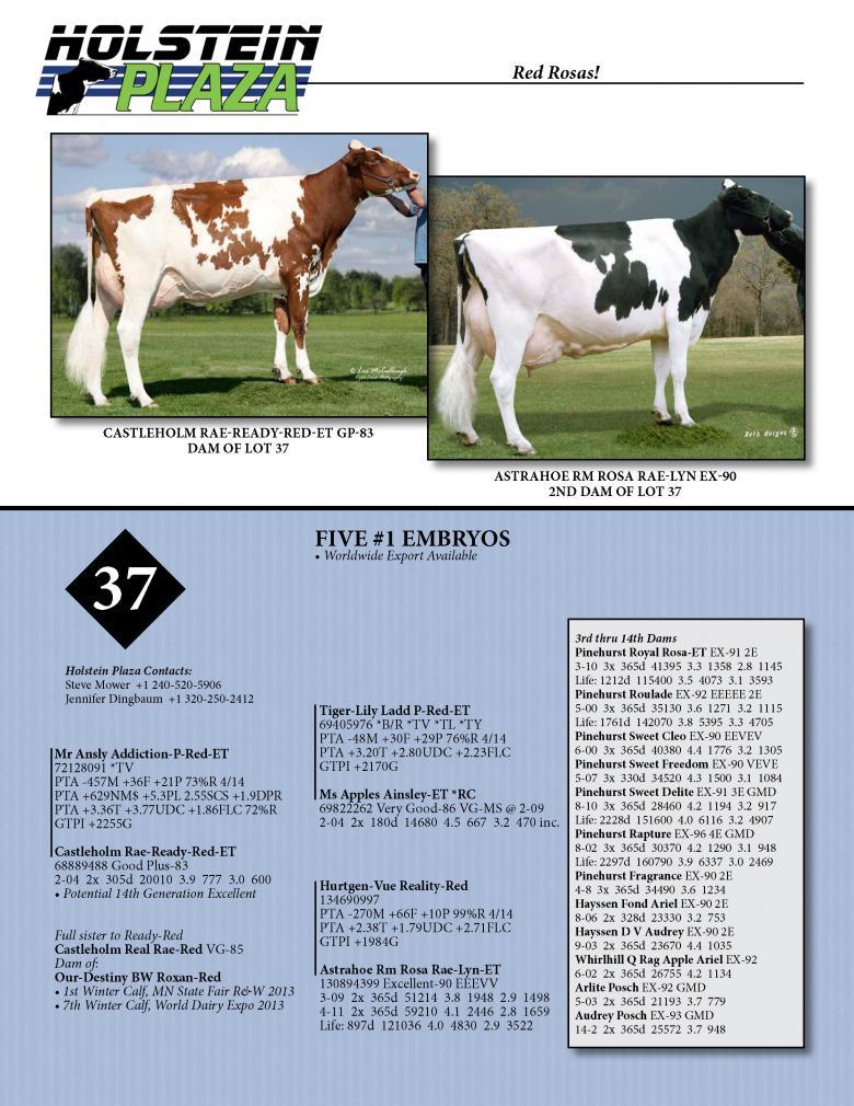 Datasheet for ADDICTION-P-RED x Castleholm Rae-Ready-Red
